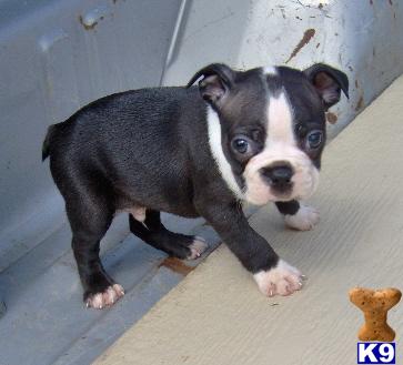 Cain - Adorable Boston Terrier Boy